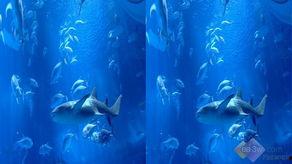 最新爆料海底世界视频,最新海底世界视频揭秘神秘生物与奇异景象