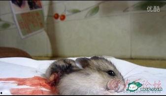 最新爆料老鼠视频播放,最新老鼠视频曝光，触目惊心现场直击