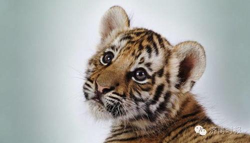 成都老虎爆料视频最新